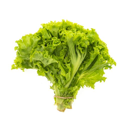 MODEL LETTUCE ICEBERG PP